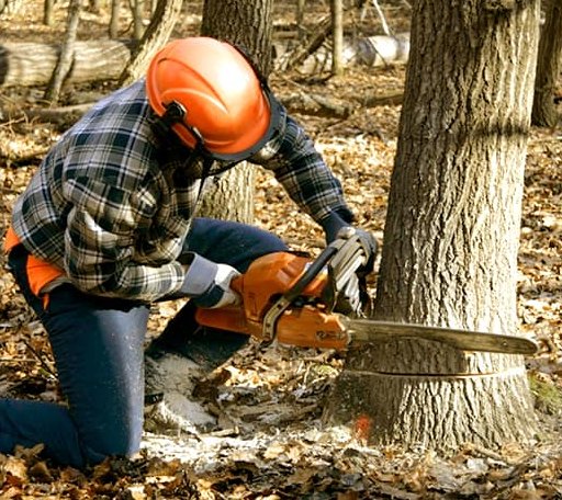 Tree Removal in Greenville, GA